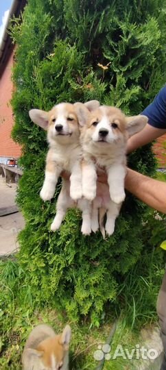 Собака вельш-корги