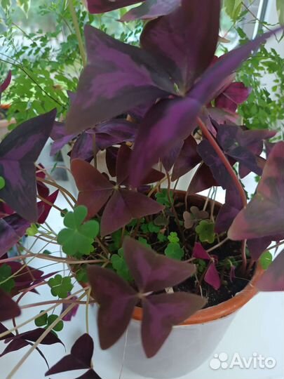 Кислица оксалис