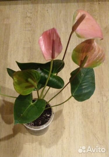 Антуриум Ариса Пинк