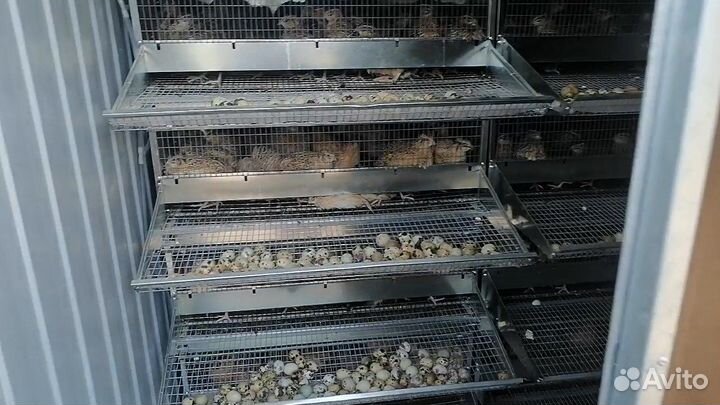 Утепленный курятник/перепелятник на 400 голов