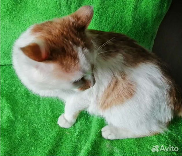 Отдам котика