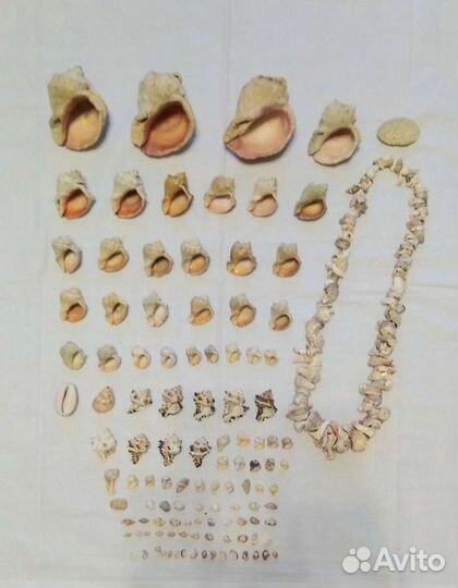 Морские ракушки