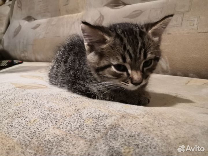 Отдам котят