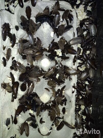 Мраморные тараканы на корм