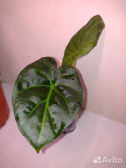 Алоказия регал шилдс