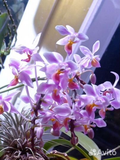 Орхидея фаленопсис Эквестрис (equestris)
