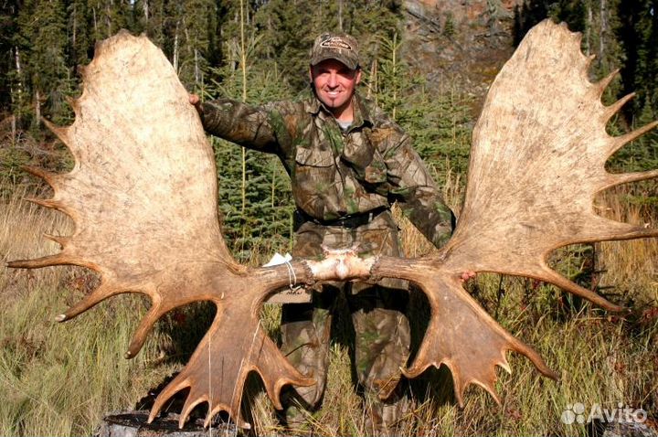 Рога лося, оленя