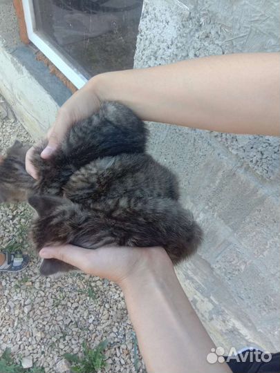 Котята девочки