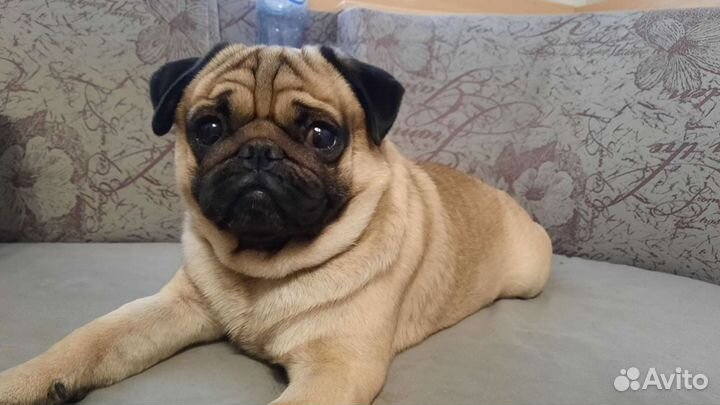 Мопс для вязки