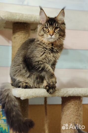 Котята мейн-кун