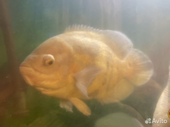 Аквариумные рыбки