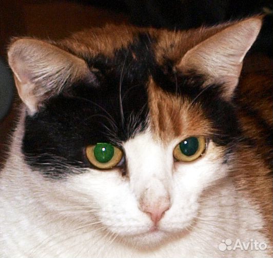 Трехцветная кошка Ника, 4 года, привита, стерильна