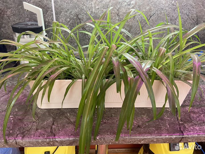 Хлорофитум хохлатый(chlorophytum)