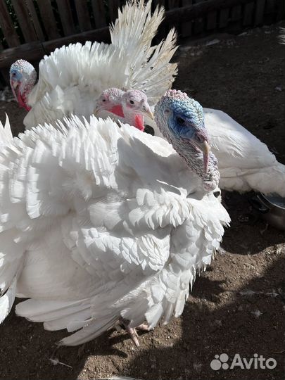 Мясо индейки