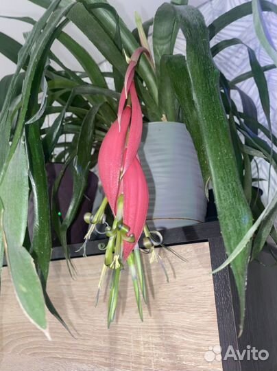 Бильбергия