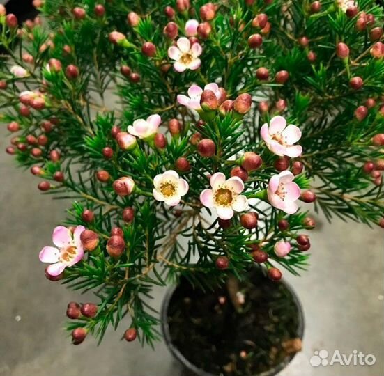 Комнатные растения. Хамелациум