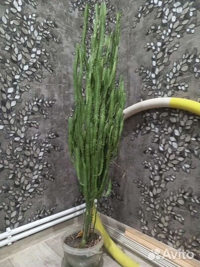 Кактус молочай