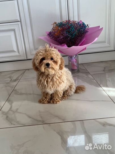 Мальтипу ф1 корейский мальчик Baby Face