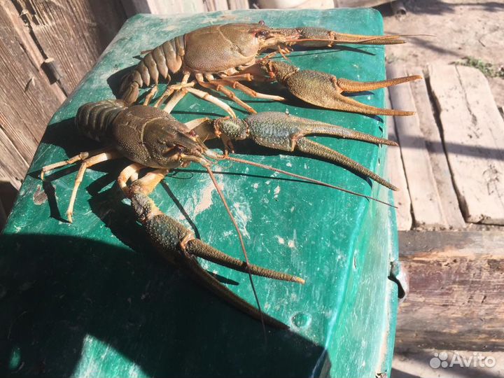 Продам живых раков