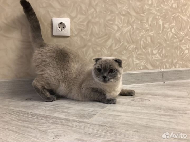 Британская кошка в дар