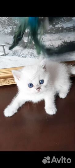 Британская Серебристая Шиншилла