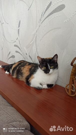 Трехцветная кошка