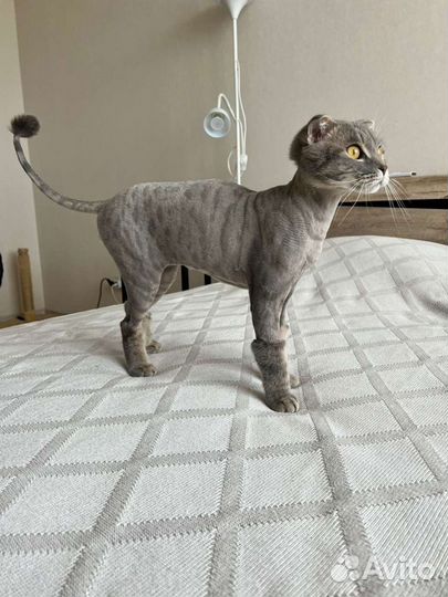 Стрижка собак и кошек
