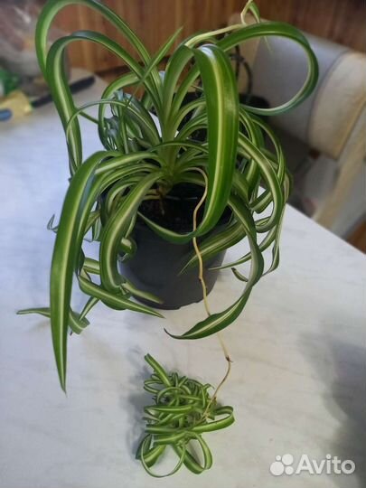 Хлорофитум кудрявый