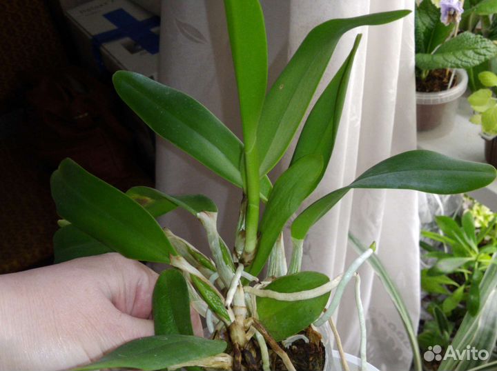 Миниатюрные орхидеи