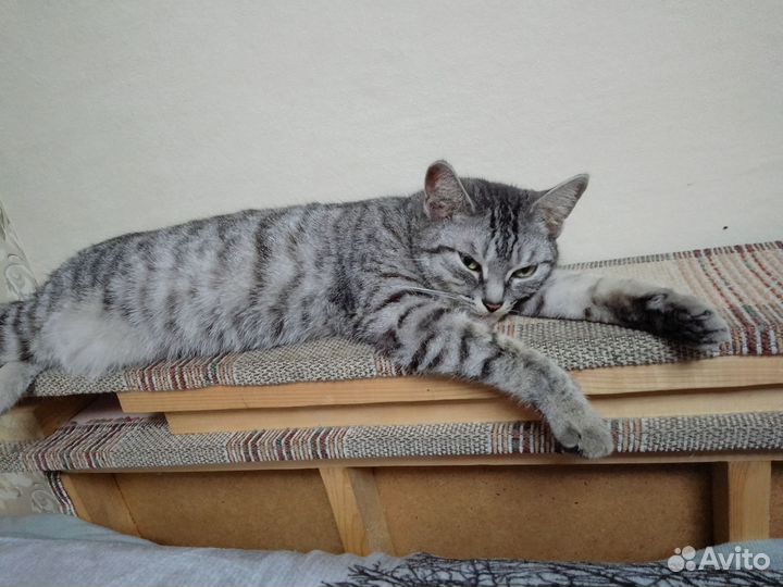 Кошки бесплатно