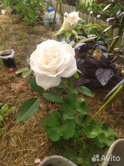 Цветы и кустарники садовые