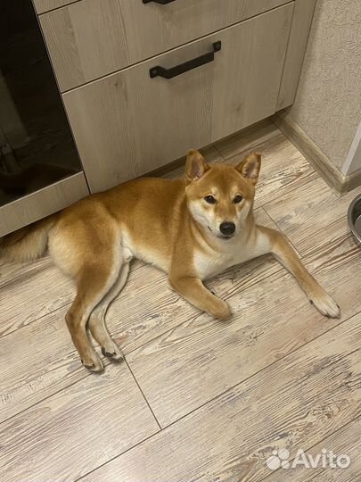 Собака для фотосессии сиба ину