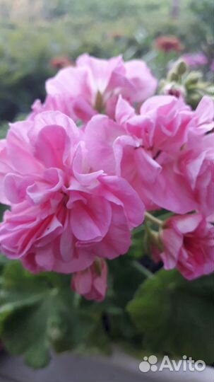 Пеларгония герань