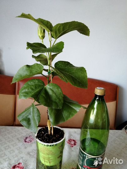 Сортовые гибискусы