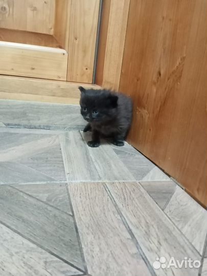 Котята в дар