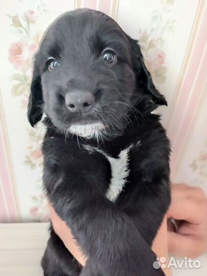 Русский охотничий спаниель щенки