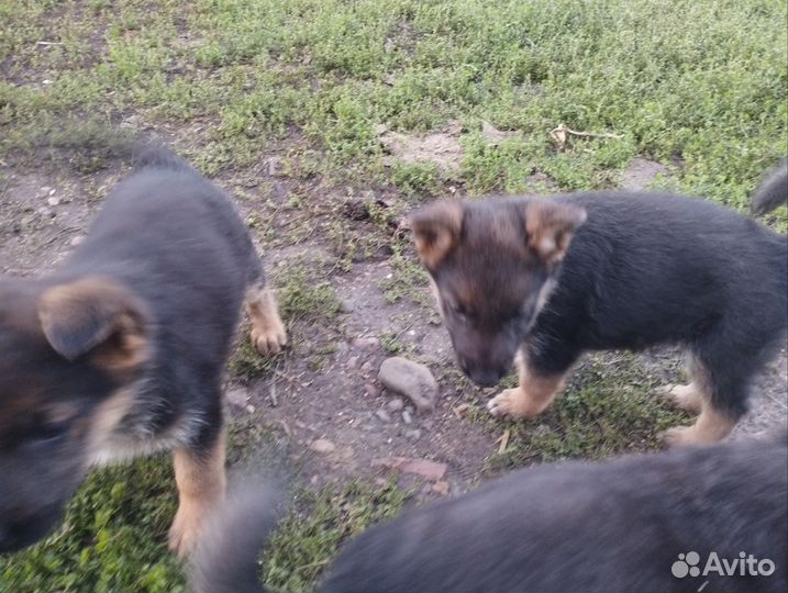 Немецкая овчарка