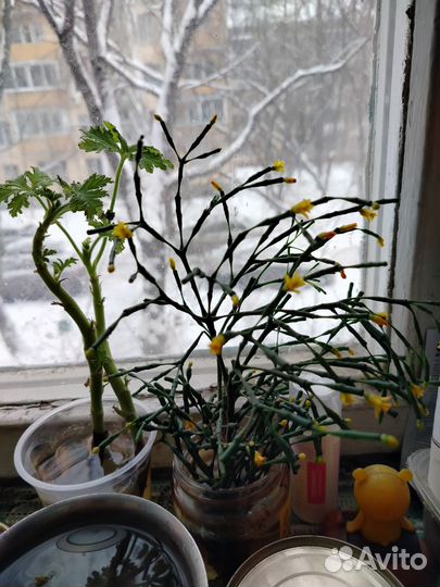 Цветок хотиора