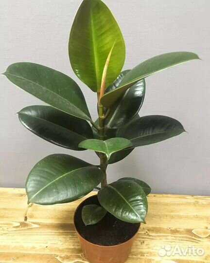 Фикус каучуконосный большой