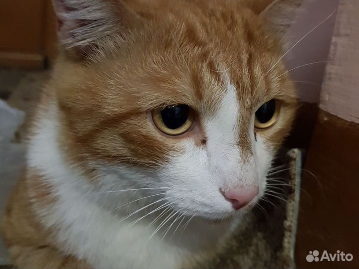 Рыжий кот блохастый без породный
