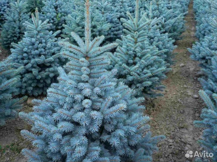 Ель колючая голубая Маджестик Блю