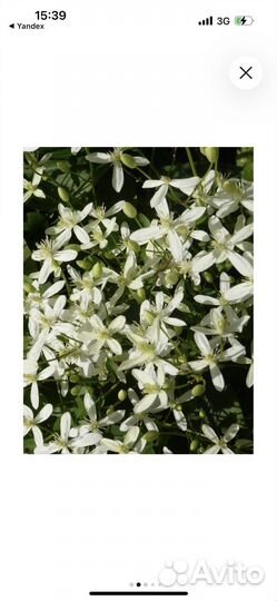 Клемантис Ломонос трехцветковый