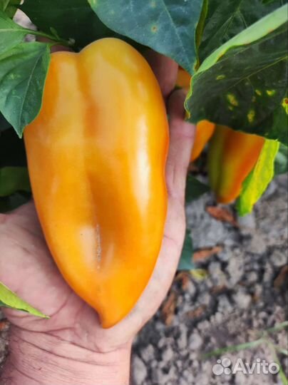 Перец болгарский оптом