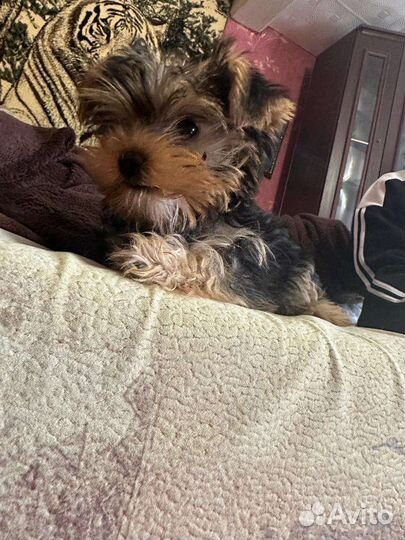 Йоркширский терьер мини девочка