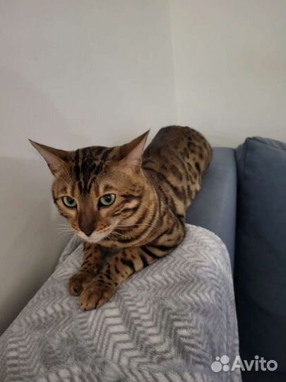 Бенгальский кот вязка
