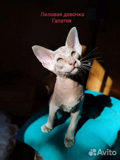 Ориентальные котята