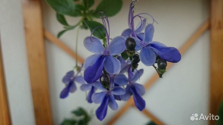 Клеродендрумы