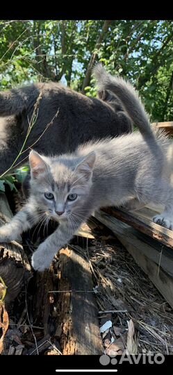 Котенок мальчик