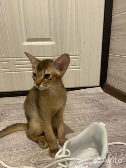 Абиссинские котята