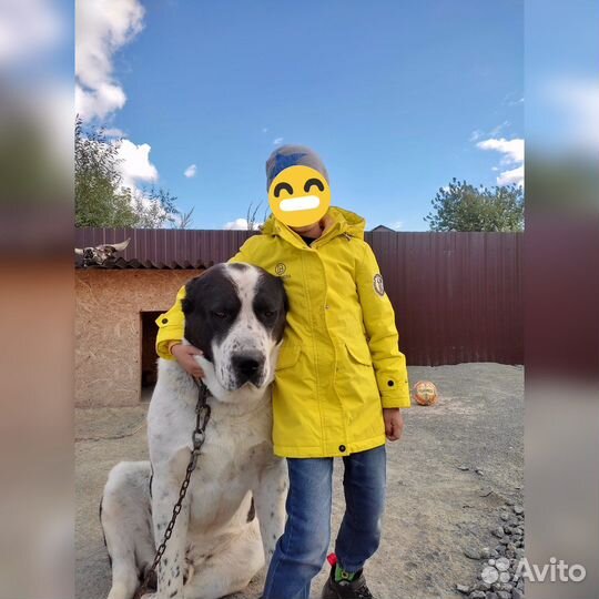 Вязка